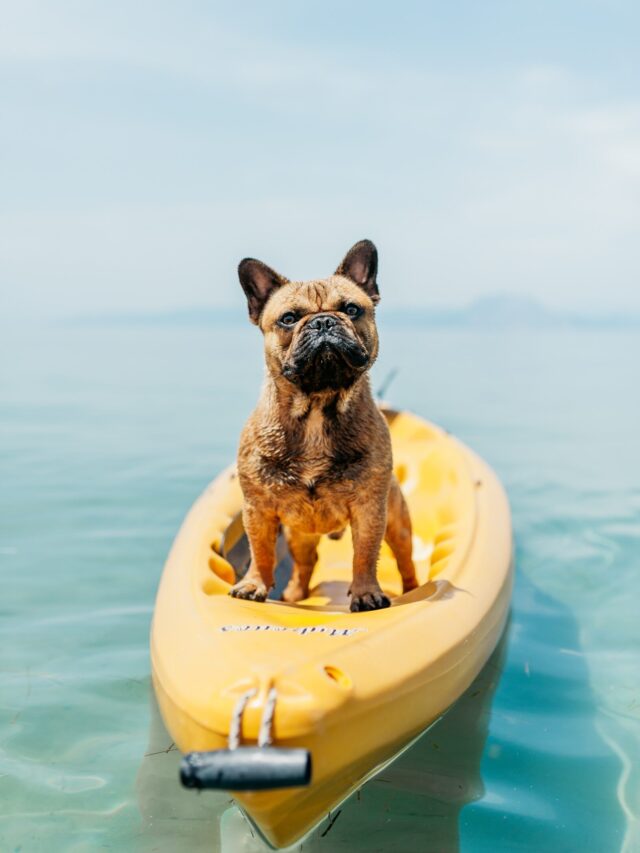 Best Dog Breeds for Surfing